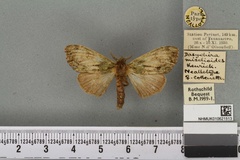 Radamaria miselioides