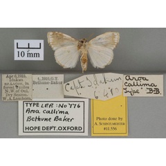 /filer/webapps/moths/media/images/C/callima_Terphothrix_HTF_OUMNHb-01.jpg