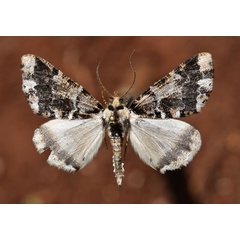 /filer/webapps/moths/media/images/O/oneili_Xylopteryx_A_Butler.jpg