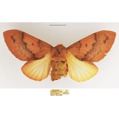 /filer/webapps/moths/media/images/S/sanguicincta_Leptometa_AM_TMSA_03.jpg
