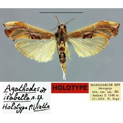 /filer/webapps/moths/media/images/I/isabella_Agathodes_HT_MNHN.jpg