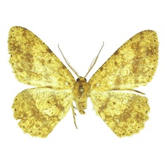 /filer/webapps/moths/media/images/L/longicornuta_Afroracotis_PTM_ZSM.jpg