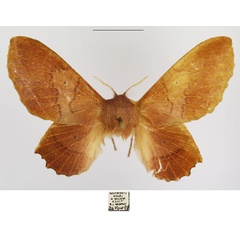 /filer/webapps/moths/media/images/M/marshalli_Stenophatna_AF_TMSA.jpg