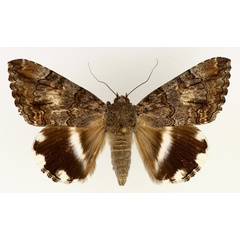 /filer/webapps/moths/media/images/C/catella_Achaea_AM_TMSA_02.jpg