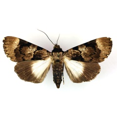 /filer/webapps/moths/media/images/H/hemihyala_Audea_A_RMCA.jpg