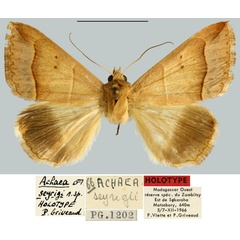 /filer/webapps/moths/media/images/S/seyrigi_Achaea_HT_MNHN.jpg