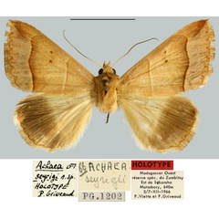 /filer/webapps/moths/media/images/S/seyrigi_Achaea_HT_MNHN.jpg