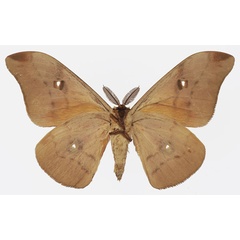 /filer/webapps/moths/media/images/P/paratyrrhena_Pseudobunaea_AM_Basquinb.jpg