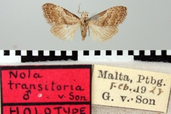 Nolidia transitoria