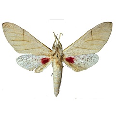 /filer/webapps/moths/media/images/P/politzari_Neoclanis_HT_EMEMa.jpg