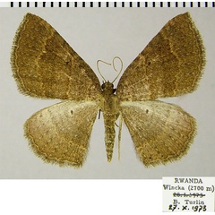 /filer/webapps/moths/media/images/A/anisobapta_Asthenotricha_AF_ZSM.jpg