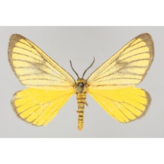 /filer/webapps/moths/media/images/M/marginata_Petovia_A_ZSM_01.jpg