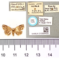 /filer/webapps/moths/media/images/S/seleniphora_Niphadolepis_ST_BMNH.jpg