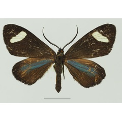 /filer/webapps/moths/media/images/P/perspicua_Pitthea_AF_Basquin_01a.jpg