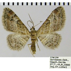 /filer/webapps/moths/media/images/R/rufifasciata_Gymnoscelis_AM_ZSMa.jpg