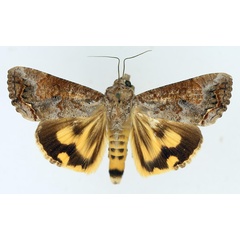 /filer/webapps/moths/media/images/P/plumicornis_Hypocala_AF_TMSA_01.jpg