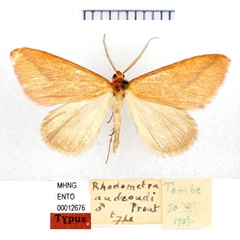 /filer/webapps/moths/media/images/A/audeoudi_Rhodometra_HT_MHNG.jpg