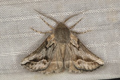 Drepanogynis dochmoleuca