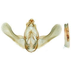/filer/webapps/moths/media/images/L/laticucullusa_Thubdora_GMHT_RMCA.jpg