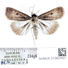 /filer/webapps/moths/media/images/H/homogyna_Tathorhynchus_AM_BMNH.jpg