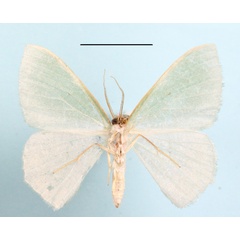 /filer/webapps/moths/media/images/T/triangulata_Prasinocyma_A_MGCLb_01.JPG