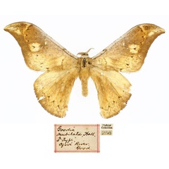 /filer/webapps/moths/media/images/N/nubilata_Goodia_LT_CMP_01_QDT9MLu.jpg