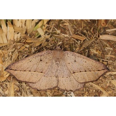 /filer/webapps/moths/media/images/K/krooni_Psilocerea_A_Heyns_01.jpg