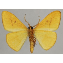 /filer/webapps/moths/media/images/T/trifida_Malgassothisa_AM_ZSMb.jpg