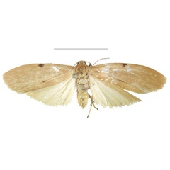 /filer/webapps/moths/media/images/G/gabonensis_Archithosia_HT_MSNS.jpg