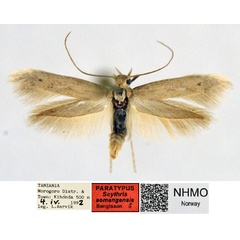 /filer/webapps/moths/media/images/S/somangensis_Scythris_PT_NHMO_02_Z8k39Dl.jpg