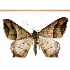 /filer/webapps/moths/media/images/C/curvilineata_Chiasmia_A_DePrins.jpg