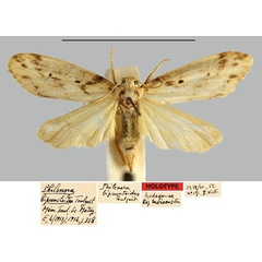 /filer/webapps/moths/media/images/B/bipunctoides_Philenora_HT_MNHN.jpg