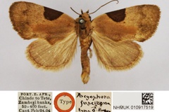 Odontestis fuscicona
