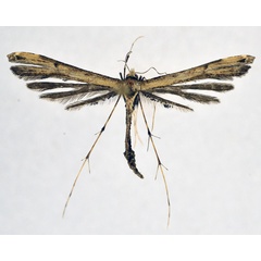 /filer/webapps/moths/media/images/V/vigens_Vietteilus_A_NHMO_01.jpg