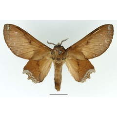 /filer/webapps/moths/media/images/C/cruenta_Morongea_AF_Basquin_01.jpg