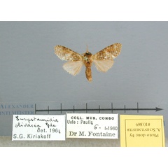 /filer/webapps/moths/media/images/F/fusconebulosa-Eurystauridia-108769_Kongo.jpg