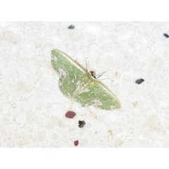 /filer/webapps/moths/media/images/A/alboviridata_Rhodesia_A_Goff.JPG