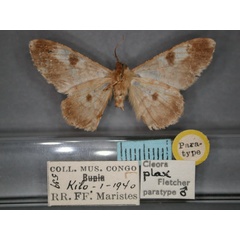 /filer/webapps/moths/media/images/P/plax_Cleora_PT_RMCA_02.jpg