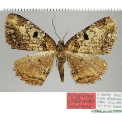 /filer/webapps/moths/media/images/G/galla_Xylopteryx_HT_ZSMa.jpg