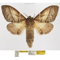 /filer/webapps/moths/media/images/F/funebris_Bombycopsis_PTF_TMSA_01.jpg