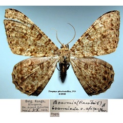 /filer/webapps/moths/media/images/A/africana_Boarmia_HT_SNHM_01.jpg