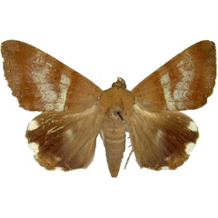 /filer/webapps/moths/media/images/L/lienardi_Achaea_AF_MCJM.jpg