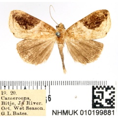 /filer/webapps/moths/media/images/E/ecclipsis_Periplusia_AM_BMNH.jpg