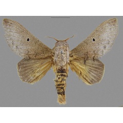/filer/webapps/moths/media/images/E/epipolia_Gastroplakaeis_HT_CMNH.jpg
