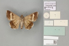 /filer/webapps/moths/media/images/C/congesta_Grammodes_HT_BMNHb.jpg
