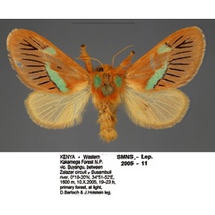 /filer/webapps/moths/media/images/M/meyi_Delorhachis_PTM_SMNS_03.jpg
