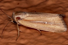 Mythimna hamata