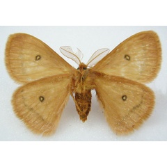 /filer/webapps/moths/media/images/F/fletcheri_Decachorda_HT_NHMUKb.jpg