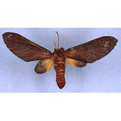 /filer/webapps/moths/media/images/S/schoutedeni_Bergeria_HT_RMCA_03.jpg