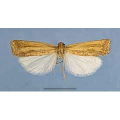 /filer/webapps/moths/media/images/V/vanessa_Ghana_HT_1a.jpg